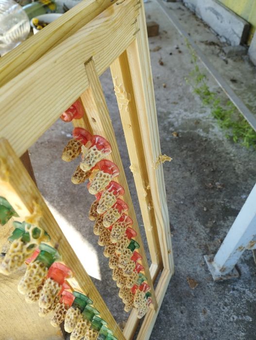 Пчелни отводки 2026