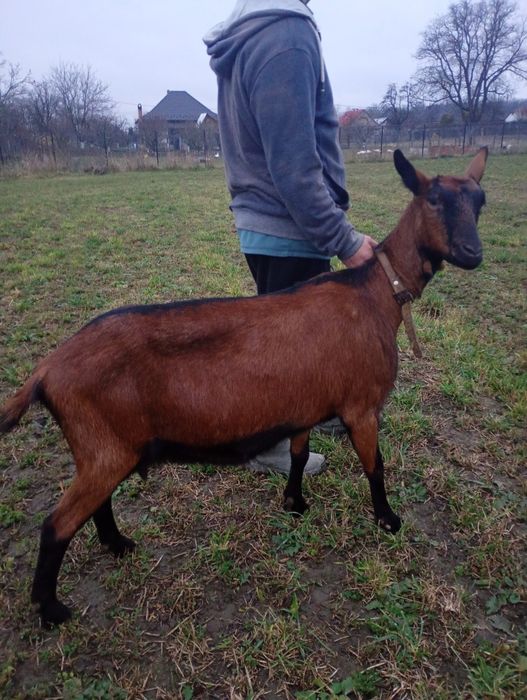 Alpina Franceza a 2-a fătare