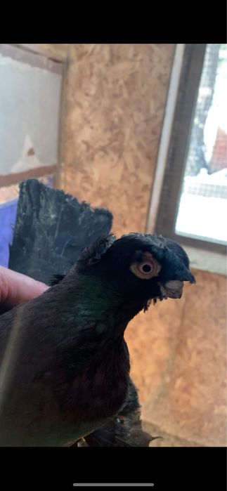 Голуби вольерные