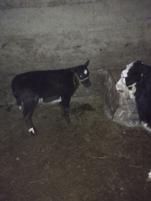 Бұзаулы сиыр сатылады. Парода ақбас