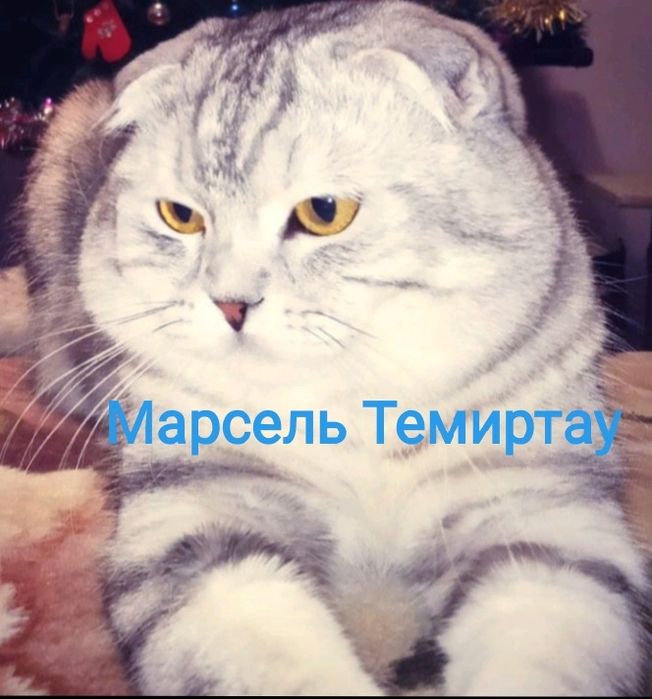 Котёнок. Фолд. Девочка