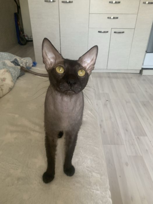 Вязка! Котик ищет невестку!