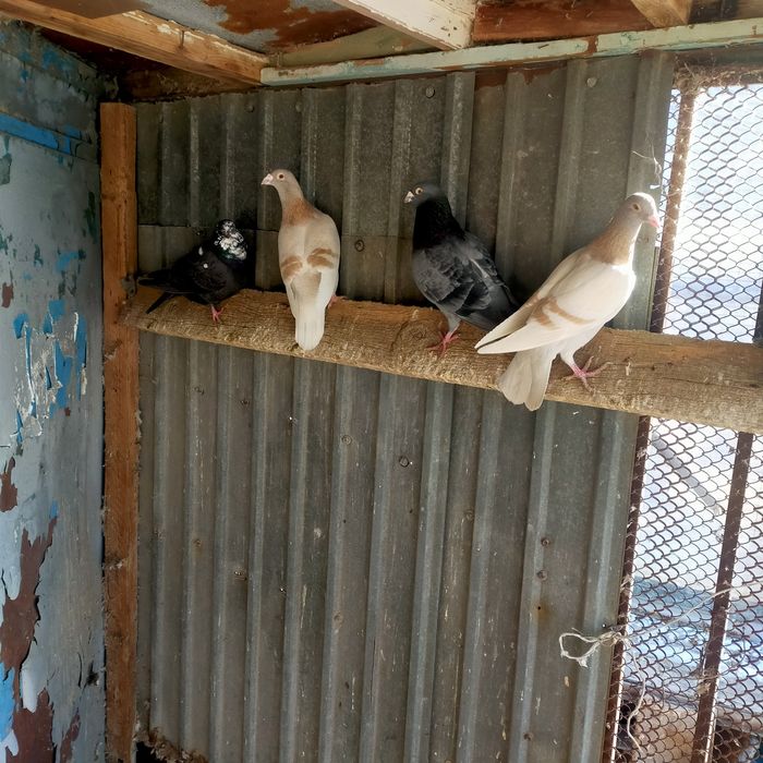 Продаются спортивные голуби