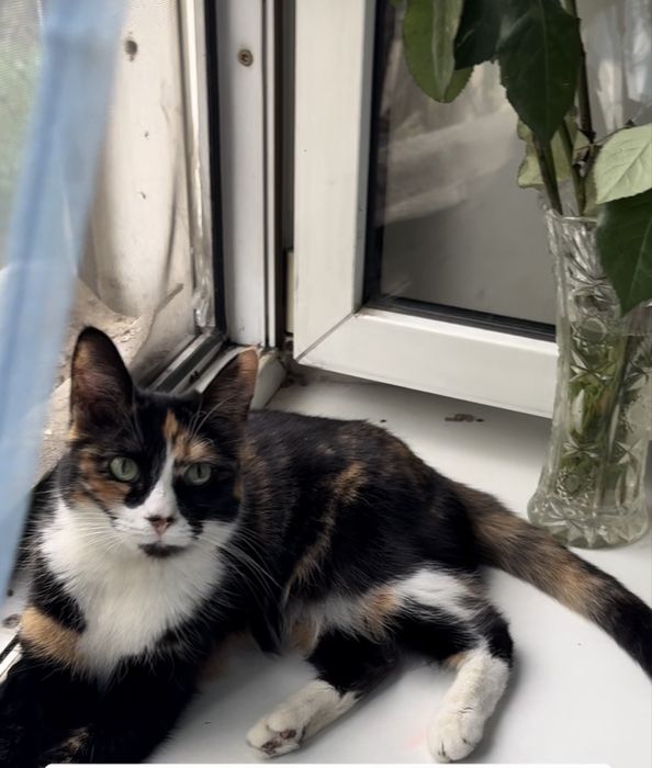 Гостиница для животных , долгосрочная и обычная на коротктй срок!