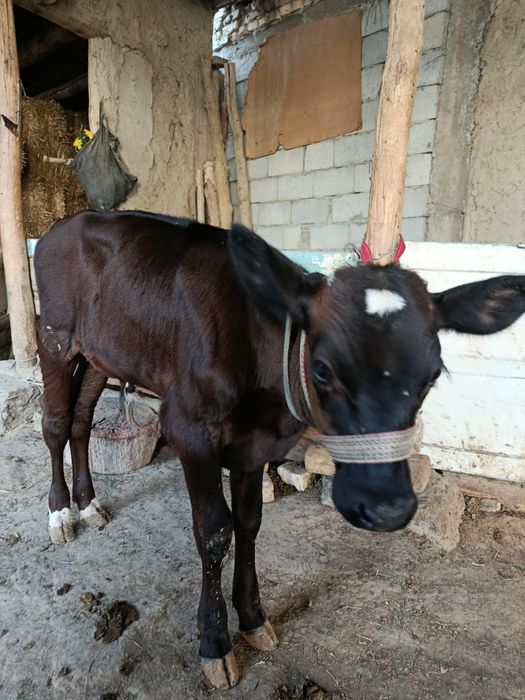 Ona bola sigir sotiladi