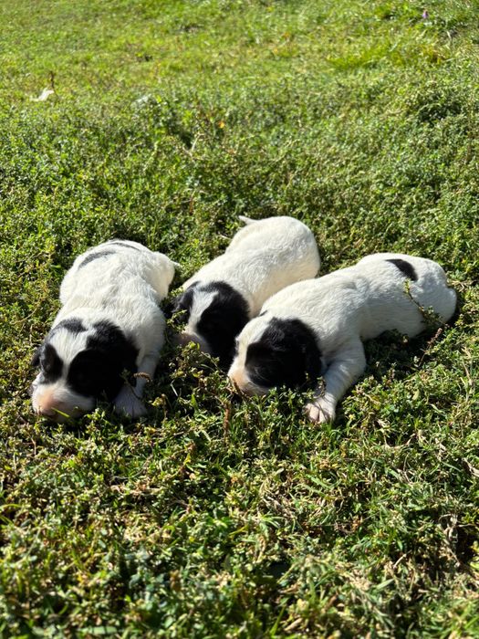 3 cateluse Ciobanesc de Bucovina