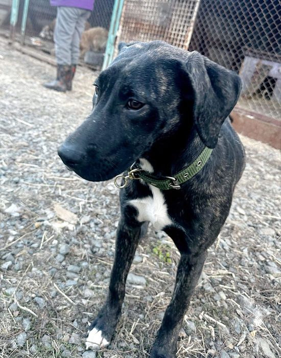 Собака по договору