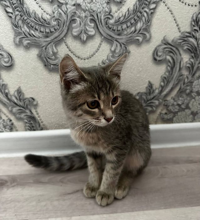 Отдам в хорошие руки котёнка девочка