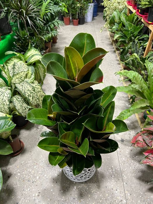 Фикус гули сотилади