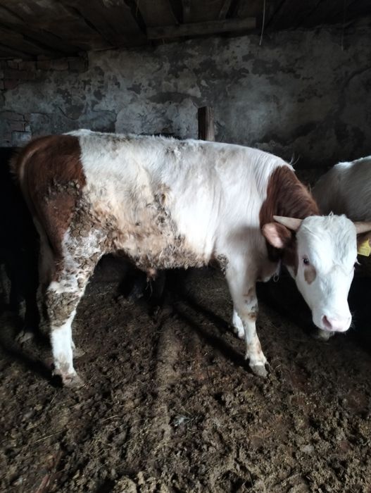 Быки с откорма продаются