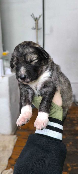 Отдаются  щенки для частного дома, охраны территории