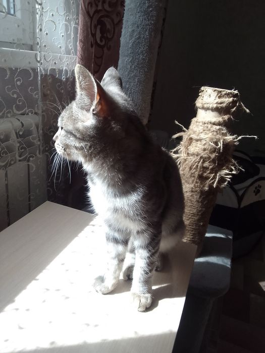 Котёнок мальчик в добрые руки