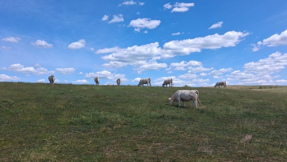 Vaci Charolais de vanzare
