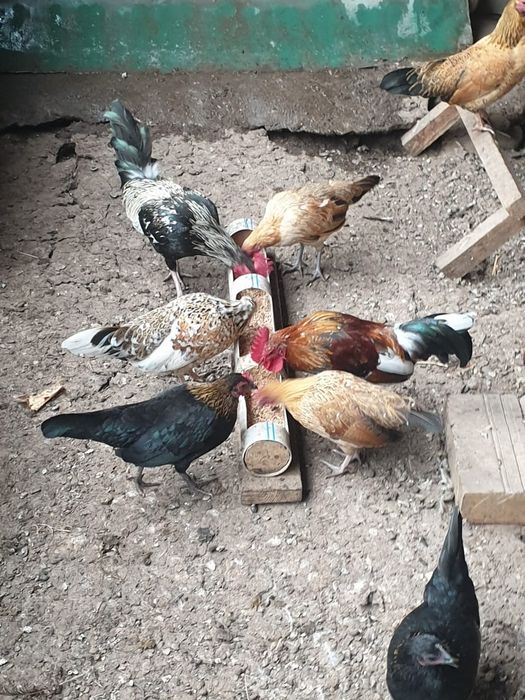 Продам карликовых курей