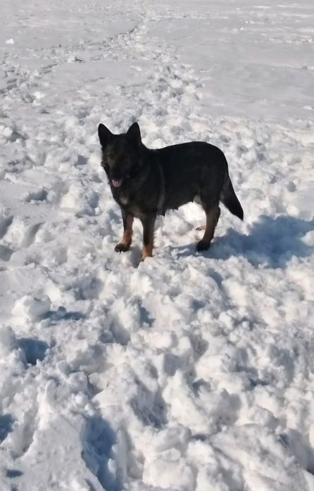 Щенки немецкой овчарки 2 месяца