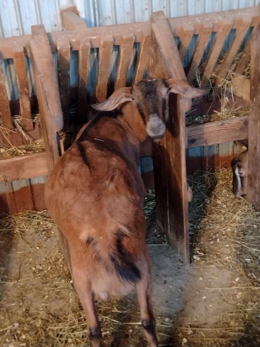 Capre alpine franceze saanen și anglo nubiene
