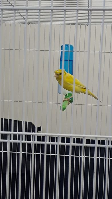 Канарейка самец 1.5год