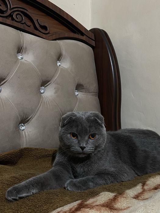 Britanski mushuk viyaskaga beriladi