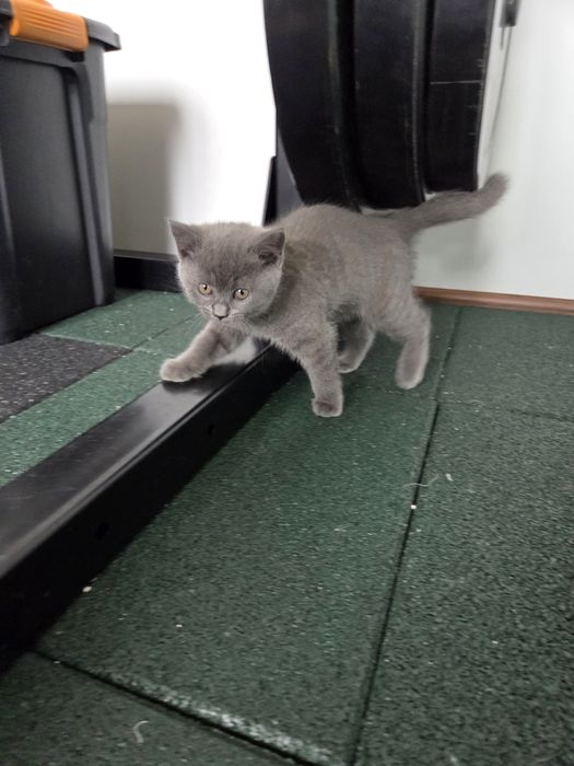 Британски късокосмести котета