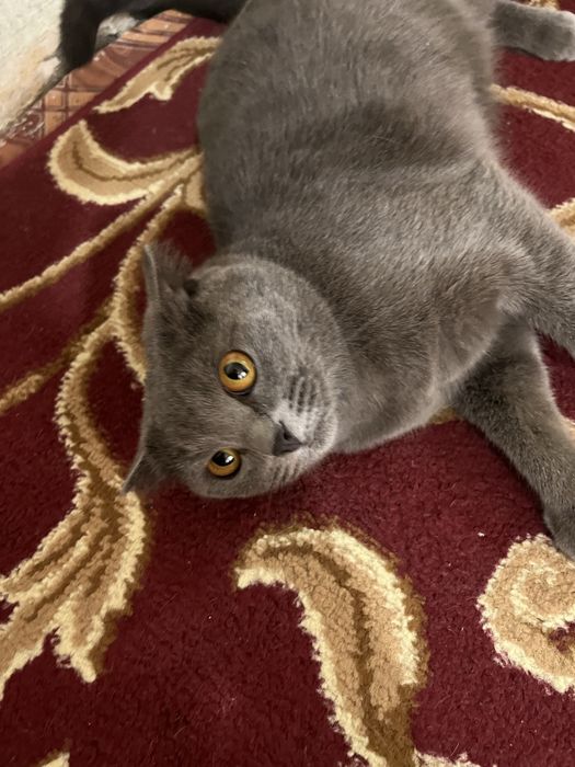 Scotish fold zotli mushuk