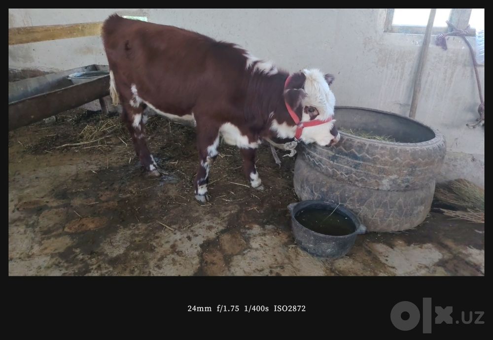 Ona bola sigirlar