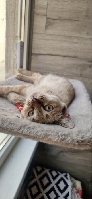 Котенок в поиске дома