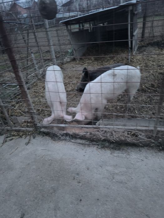 Oii carabase animale de vanzare