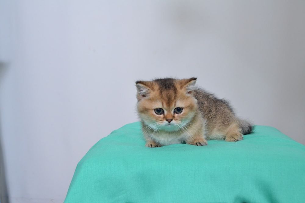 Скотиш килт(манчкин),девочка