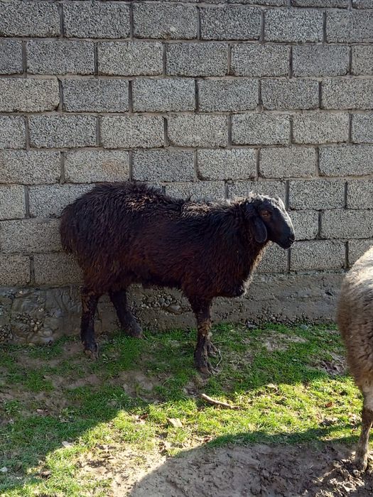 Бағылған қошқарлар сатылады