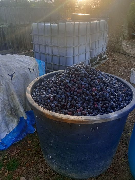 Vând prune culese