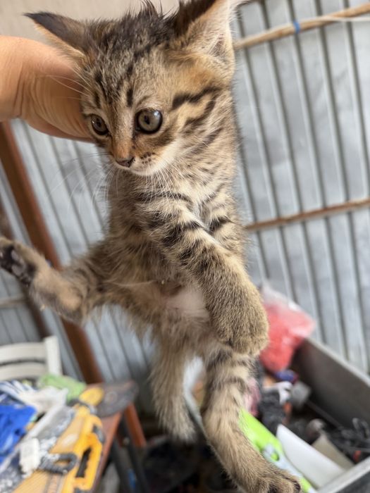 Котята бесплатно