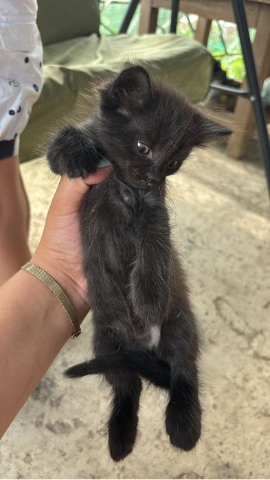 Отдам котят мама мышеловка