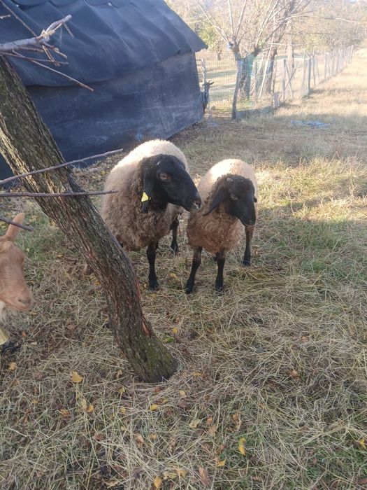 Oi Carabașe de vânzare