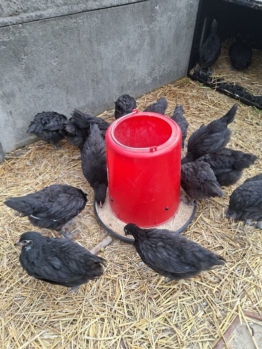 Pui Australorp de 6 saptamani