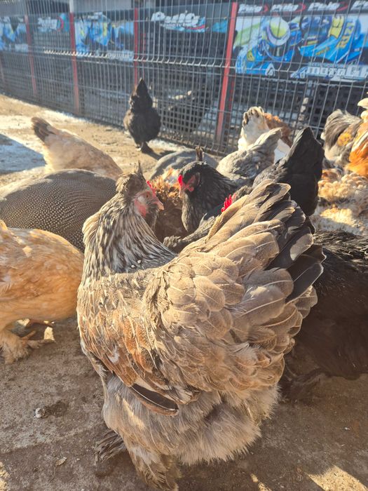 Vând ouă pentru incubat