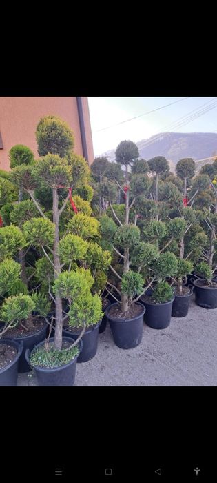 Vindem Tuia Leylandy,Magnoli,Măslini Copaci