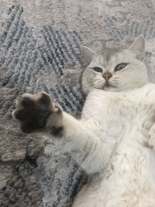 Zoti:serebreski shinshilla yoshi 1yosh jinsi o’g’ilbola manzil qo’qon