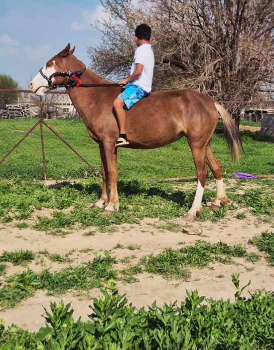 Байтал сатылады буаз