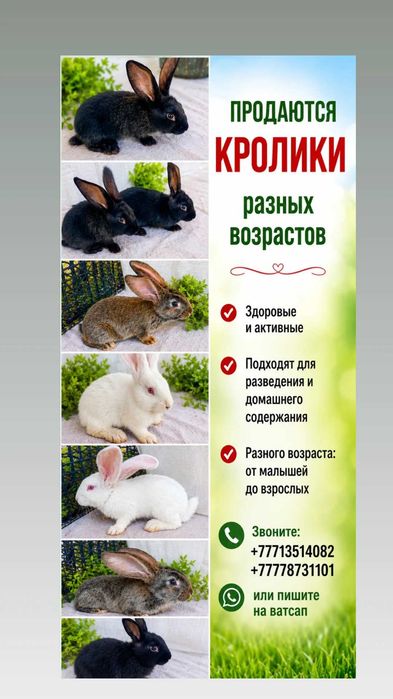 Продаются кролики