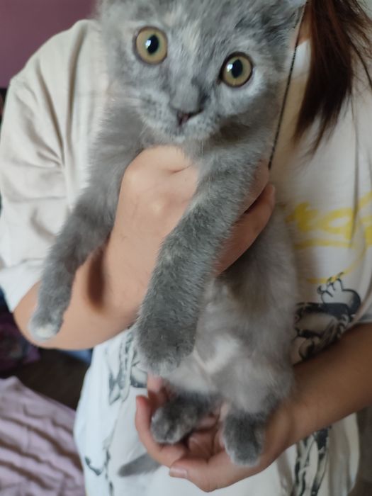 Котенок в добрые руки