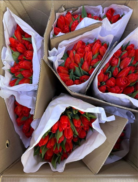 Премиум тюльпаны крупные