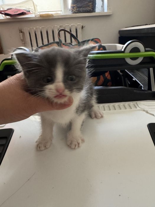 Котята бесплатно
