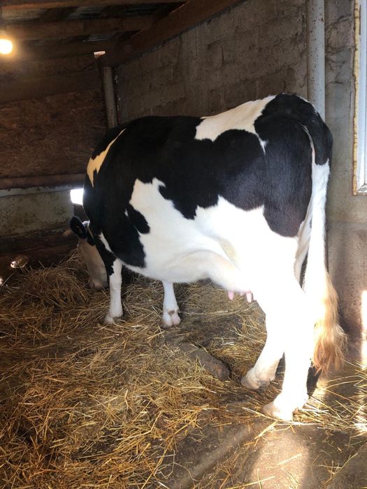 Vand vaca baltata romaneasca