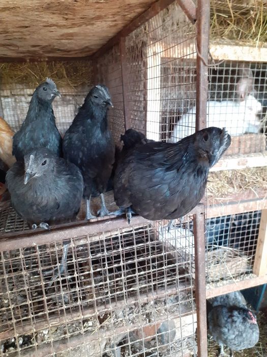 Продам кур молодок Аям Цемани.