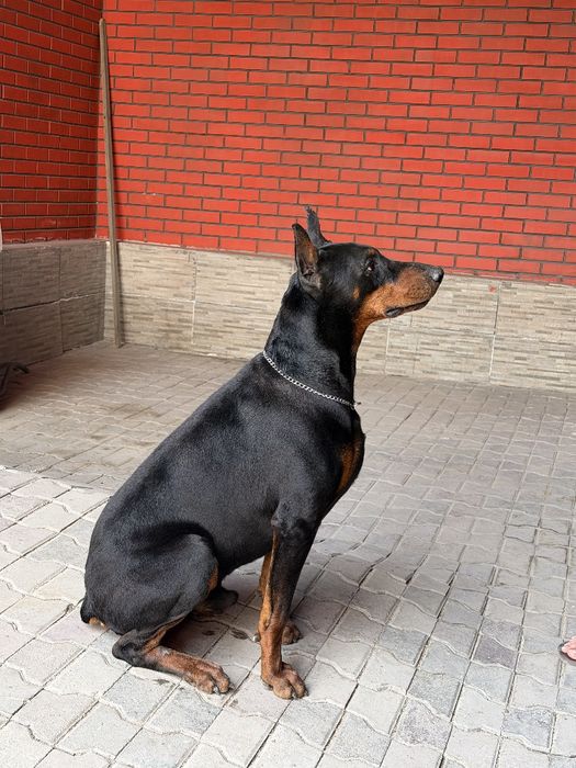 Доберман чистокровный