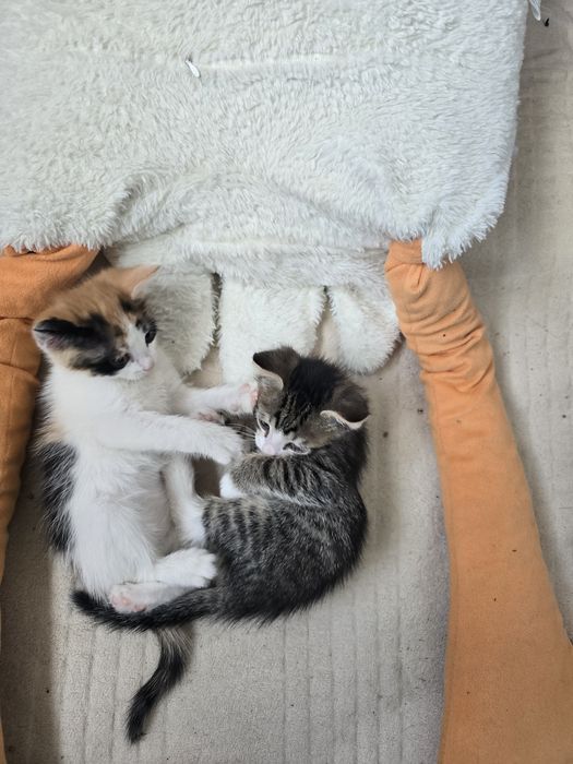 Девочка и мальчик   отдам в заботливые руки