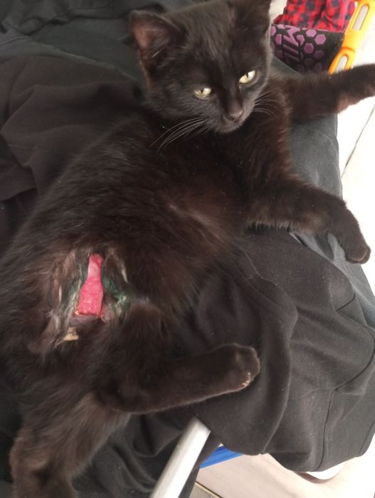 Котенок мальчик в добрые руки