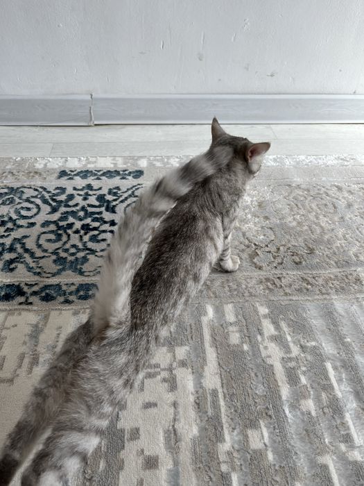 Котенок пародистая продам