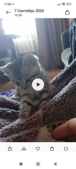 Вискас британцы.1 месяцКараганда.