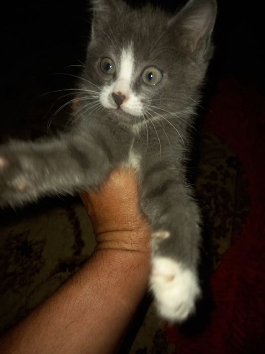 Пристраиваютса в добрые руки.